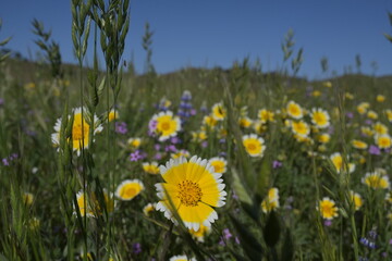 Wildflowers