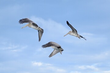 Pelicans in Flight 
