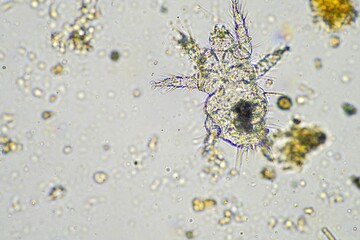 micro arthropods,soil microbes organisms in a soil and compost sample, fungus and fungi and under the microscope in regenerative agriculture. in australia.