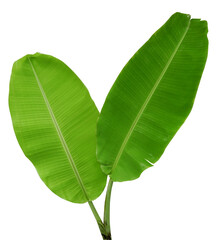 Fototapeta premium Banana leaf isolated on transparent background