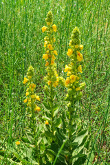 Low rate flowering flower plant herb nature natural detail close up