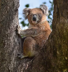 Foto auf Acrylglas koala on tree © Bob