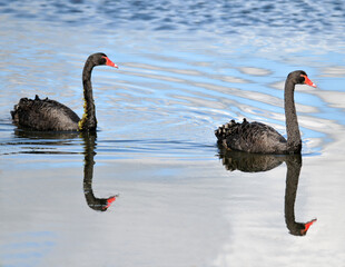 two black swans mirrored
