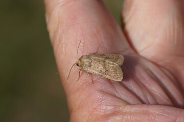 Obraz premium Uncertain (Hoplodrina octogenaria, syn. Hoplodrina alsines). Subfamily Amphipyrinae. Family Owlet moths (Noctuidae). On a hand. Summer, Dutch garden. 
