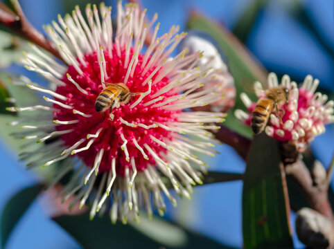 Pin cushion hakea flower from Australia 