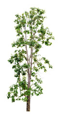 Green Tree Isolated