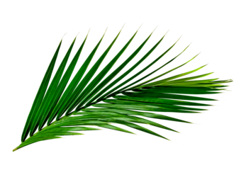 Green leaves pattern,leaf palm tree isolated