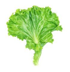 green lettuce leaves isolated