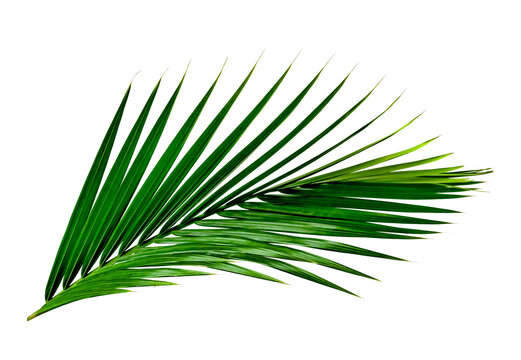 Green leaves pattern,leaf palm tree isolated