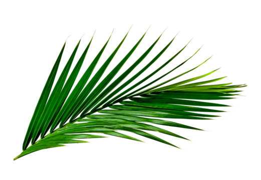 Green leaves pattern,leaf palm tree isolated