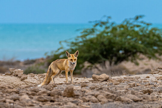 Fox On The Beach