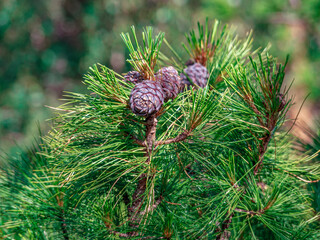 Cones on a Siberian stone pine. Close-up. Evergreen plants