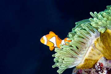 Clownfish Nemo Swims Out of Anemone - obrazy, fototapety, plakaty