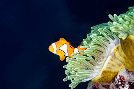 Clownfish Nemo Swims Out of Anemone