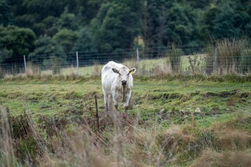 Obraz premium White cow in a field behind a fence