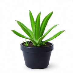 Isolated aloe vera plant in the white background.