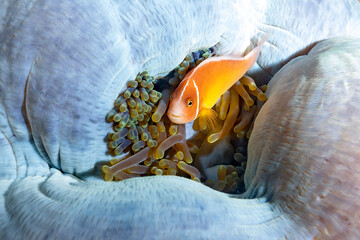 Clownfish Nemo Swims Out of Anemone - obrazy, fototapety, plakaty