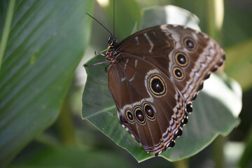 Butterfly with Eye Patterns on Its Wings