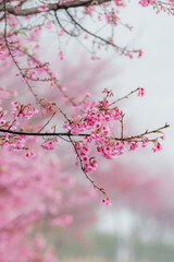 tree blossom