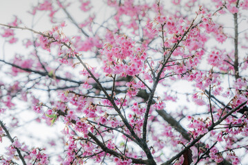 pink cherry blossom in spring