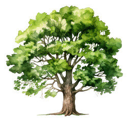Oak. Deciduous tree. Watercolor hand drawn illustration.