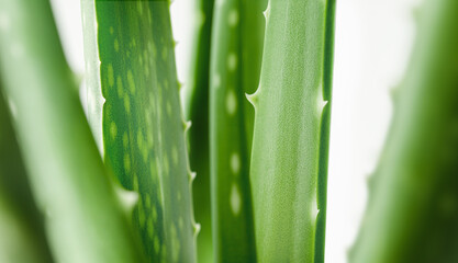 aloe vera leaf background close up
