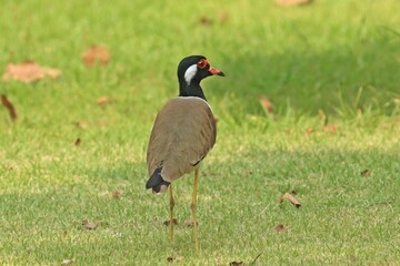 Red-wattled lapwing (Vanellus indicus), an Asian lapwing or large plover, ground birds searching food in grass field
