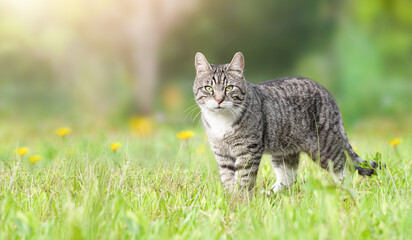gray tabby cat outdoors standing and looking at the camera