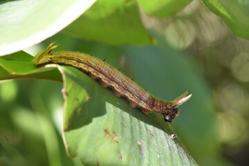 Caterpillar Before it Morphs Into a Butterfly