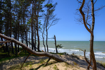 Fototapeta na wymiar Pines on Baltic sea coast, Staldzene, Latvia.