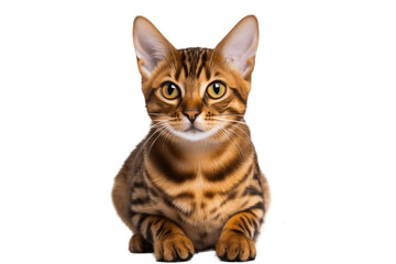 Isolated Bengal cat on a transparent background, Generative Ai