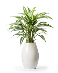 Long house plants in ceramic pots isolated on white