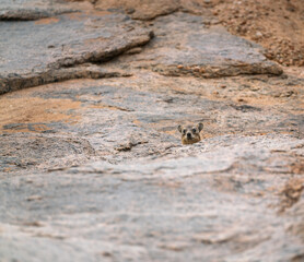 Head of a Rock Dassie poking out above rocks in Augrabies National Park in Soutch Africa