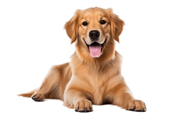 A joyful Golden Retriever dog on a transparent background, Generative Ai - obrazy, fototapety, plakaty