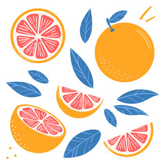 Grapefruit vector clip art set, citrus fruit illustration with leaves