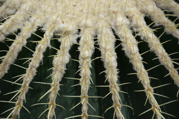 Close Up Look at a Round Cacti with White Spikes