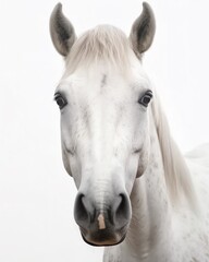 Obraz premium a close up of a horse