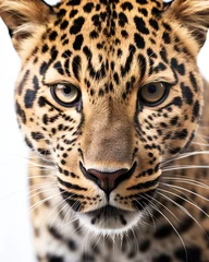 Cercles muraux Léopard a close up of a leopard