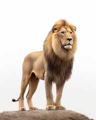 Fototapeta na wymiar a lion standing on a white background