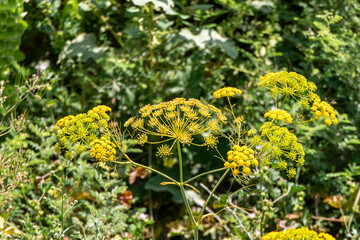 Yellow flowers of dill or anethum graveolens close-up on a blurred background. selective focus
