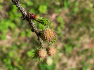 Close-up shot of the pink young female cones of the Japanese larch (Larix kaempferi) appearing in early spring on branches
