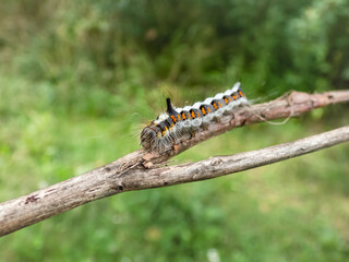 Macro shot of the caterpillar of the grey dagger (Acronicta psi) on a branch outdoors in sunlight. Larva is quite hairy, greyish, with red spots along the sides, it has a distinctive horn