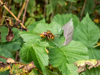 Close-up shot of the European hornet (Vespa crabro) striped with brown and yellow sitting on a leaf in summer