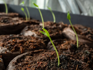 Home-grown small pepper plants growing on a window sill. Indoor gardening and germinating seedlings. Food growing from seeds