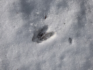 Close-up of the footprints of roe deer (Capreolus capreolus) on the ground covered with snow in winter