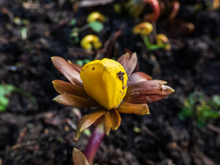 Macro of buds and flowers of very early spring flower - cultivar of Winter aconite (Eranthis tubergenii) 'Guinea Gold'. This is a cross between Eranthis cilicica and Eranthis hyemalis