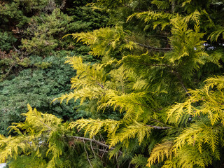 Lawson cypress (Chamaecyparis lawsoniana) 'Golden Wonder' is evergreen, coniferous tree with wide conical crown, dropping branches and hanging top, scale-like needles with bright yellow foliage