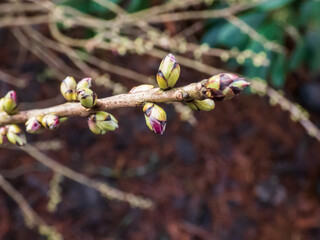 Macro shot of first small pink and light purple buds of toxic shrub Mezereon or February daphne (Daphne mezereum) in spring on bare stems