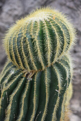 Yellow Hair Like Thorns on a Funny Shaped Cactus