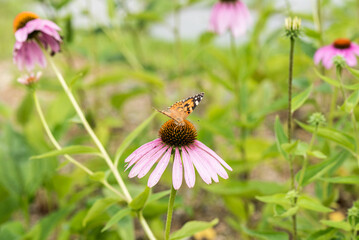 A butterfly is landing on the flower.